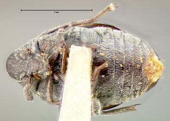 Media type: image;   Entomology 33940 Aspect: habitus ventral view